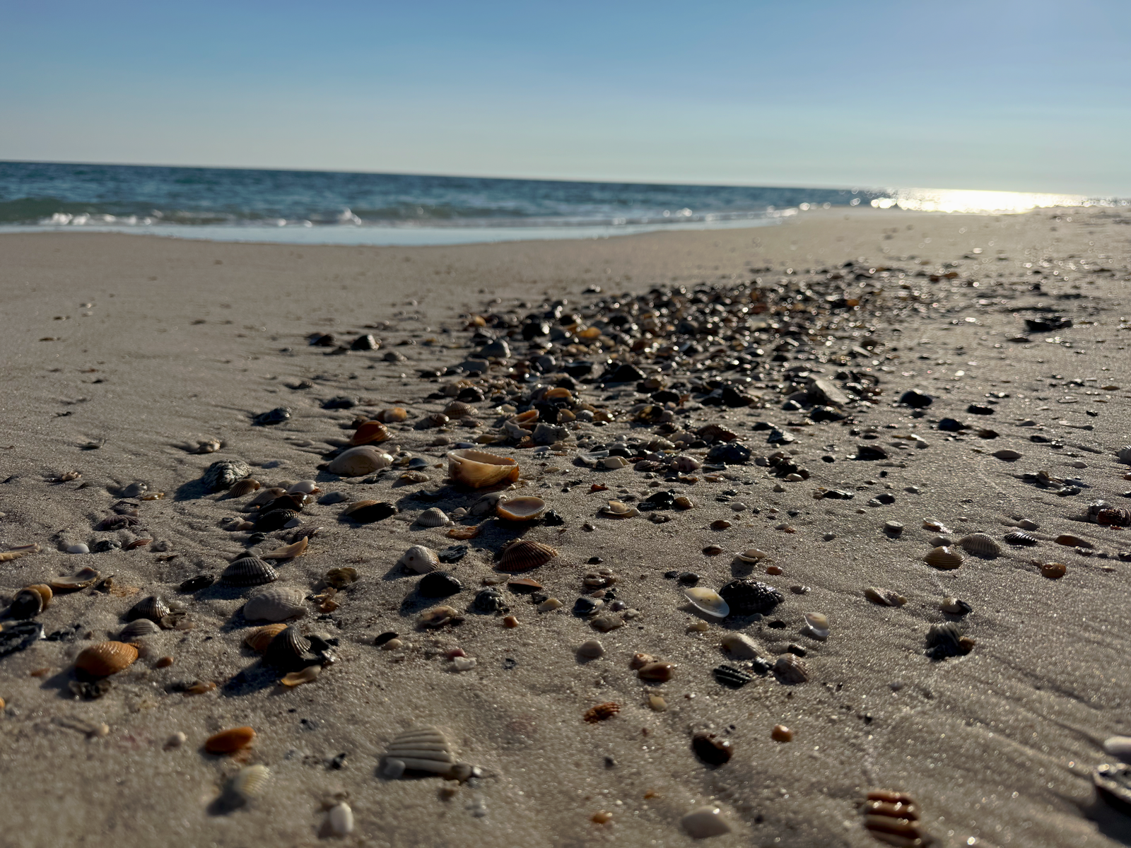 Shells In Winter